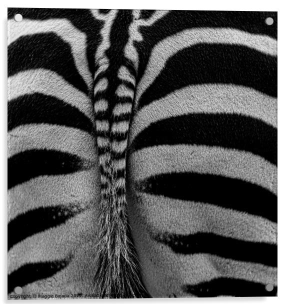 Monochrome of Zebra backside  Acrylic by Maggie Bajada
