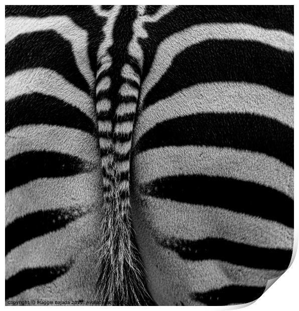 Monochrome of Zebra backside  Print by Maggie Bajada