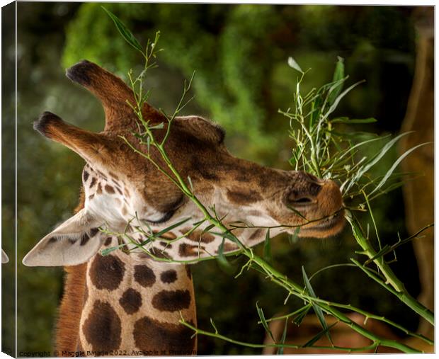 Close up of a Giraffe eating leaves.  Canvas Print by Maggie Bajada