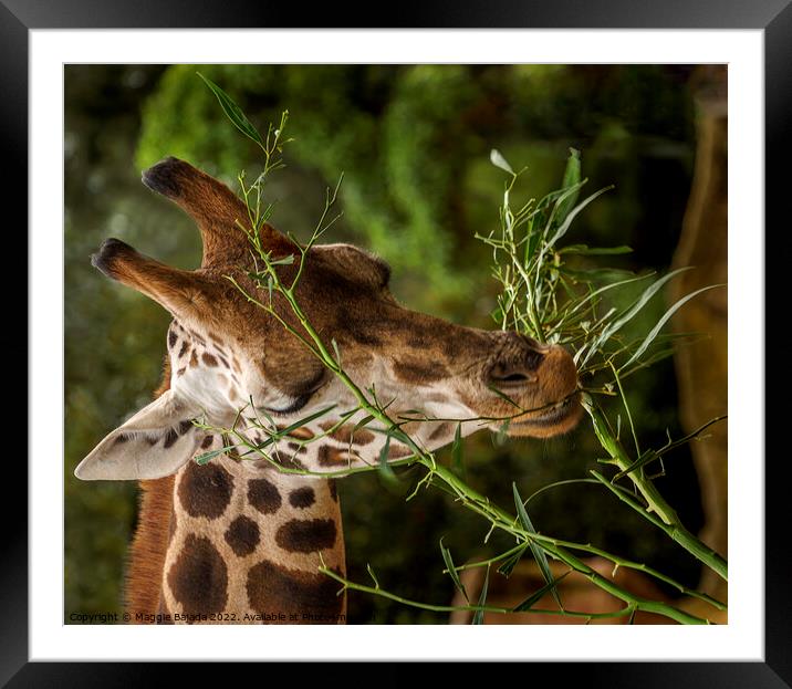 Close up of a Giraffe eating leaves.  Framed Mounted Print by Maggie Bajada