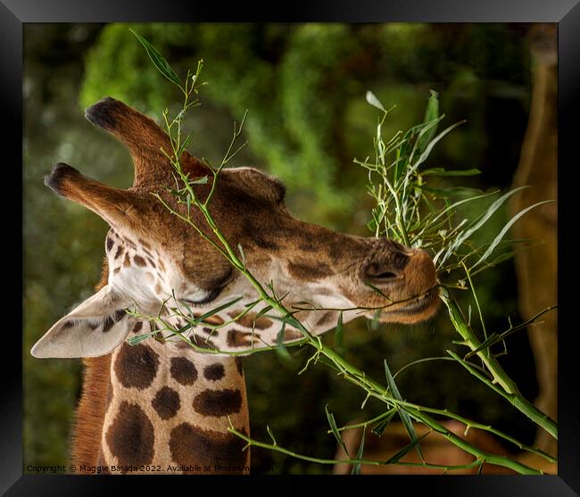 Close up of a Giraffe eating leaves.  Framed Print by Maggie Bajada