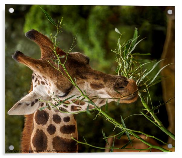 Close up of a Giraffe eating leaves.  Acrylic by Maggie Bajada