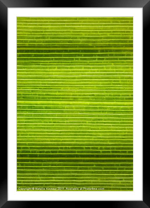 Leaf Lines XI Framed Mounted Print by Natalie Kinnear