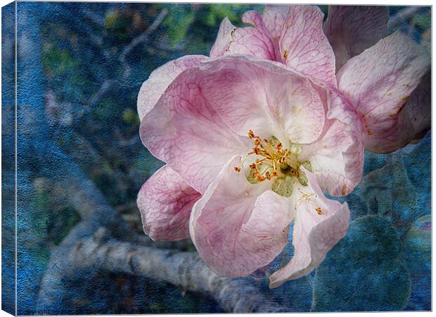 Pink Blossom flower with blue background Canvas Print by Maggie Bajada