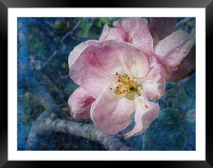 Pink Blossom flower with blue background Framed Mounted Print by Maggie Bajada