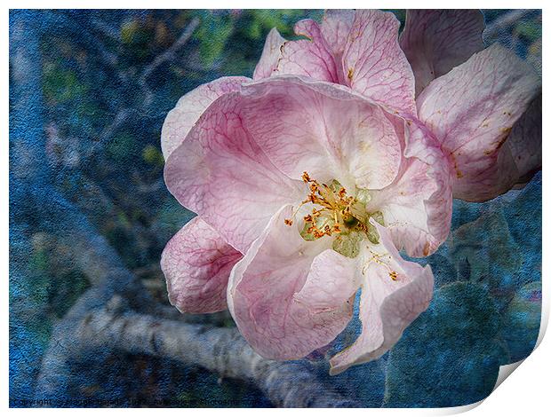 Pink Blossom flower with blue background Print by Maggie Bajada