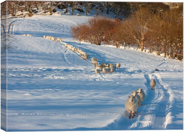 Sheep after a snow storm Canvas Print by Rory Trappe