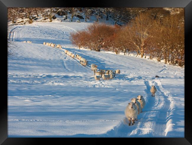 Sheep after a snow storm Framed Print by Rory Trappe