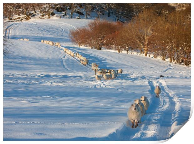 Sheep after a snow storm Print by Rory Trappe