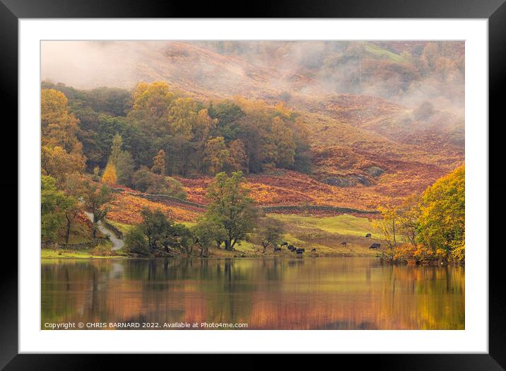 Autumn At Grasmere Framed Mounted Print by CHRIS BARNARD