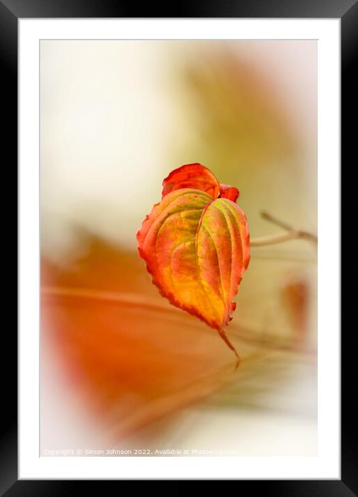 A close up of an autumn leaf Framed Mounted Print by Simon Johnson