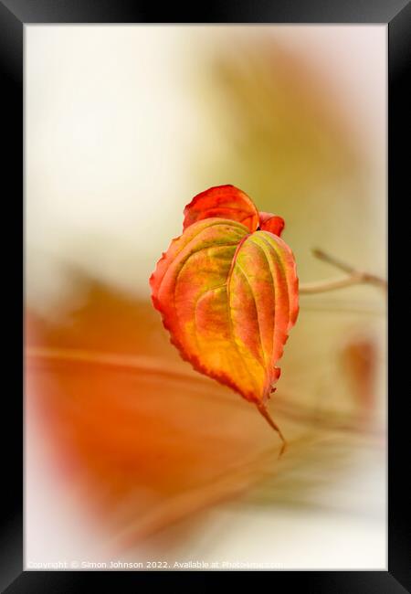 A close up of an autumn leaf Framed Print by Simon Johnson