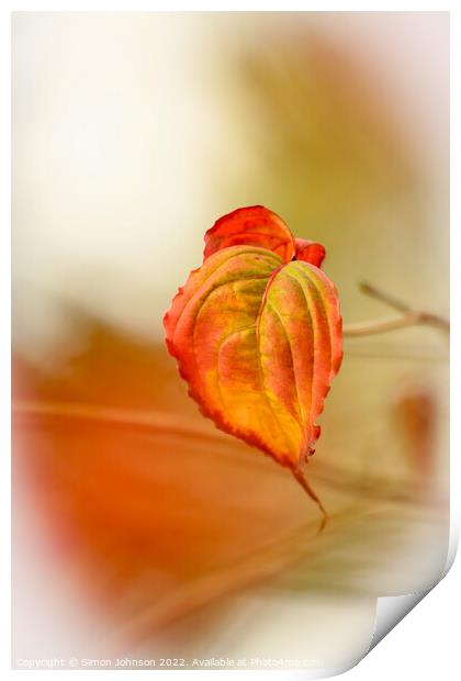 A close up of an autumn leaf Print by Simon Johnson