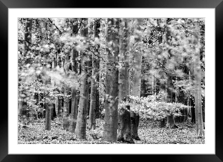 wind blown leaves in monochrome  Framed Mounted Print by Simon Johnson