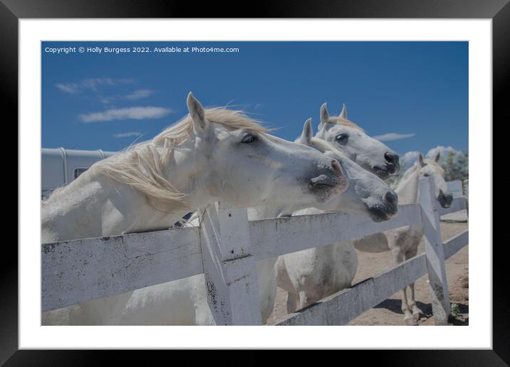 Camargue's Pristine Equine Splendour Framed Mounted Print by Holly Burgess