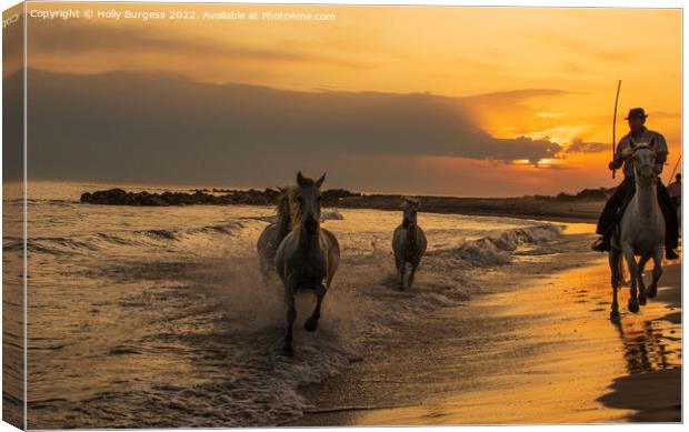 Sunset Serenity: Camargue Horses and Guardians Canvas Print by Holly Burgess
