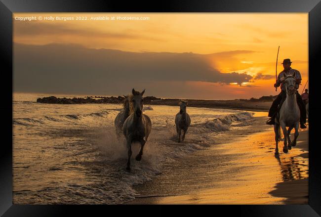 Sunset Serenity: Camargue Horses and Guardians Framed Print by Holly Burgess