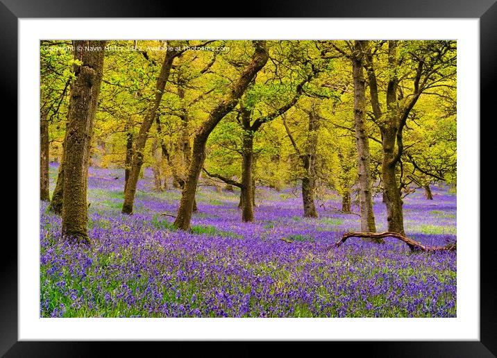 Bluebell Woods, Perthshire, Scotland Framed Mounted Print by Navin Mistry