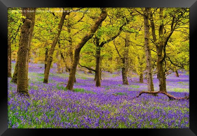 Bluebell Woods, Perthshire, Scotland Framed Print by Navin Mistry