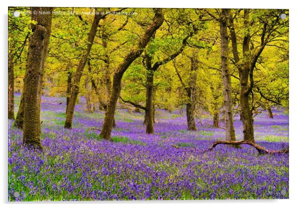 Bluebell Woods, Perthshire, Scotland Acrylic by Navin Mistry
