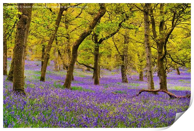 Bluebell Woods, Perthshire, Scotland Print by Navin Mistry
