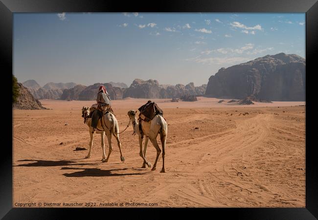 Bedouin Riding a Dromedary Camel in Wadi Rum Framed Print by Dietmar Rauscher