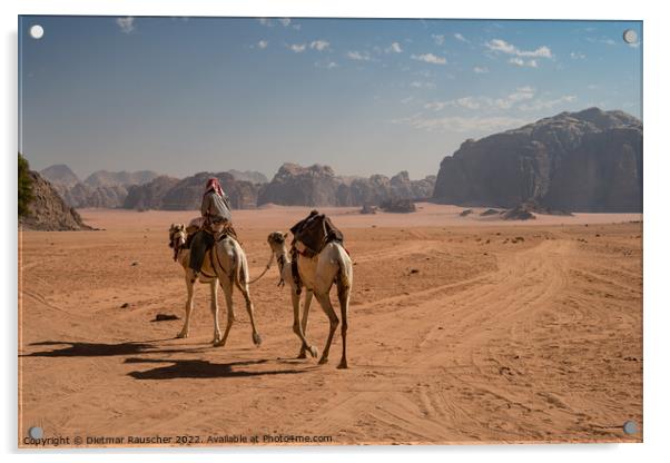 Bedouin Riding a Dromedary Camel in Wadi Rum Acrylic by Dietmar Rauscher