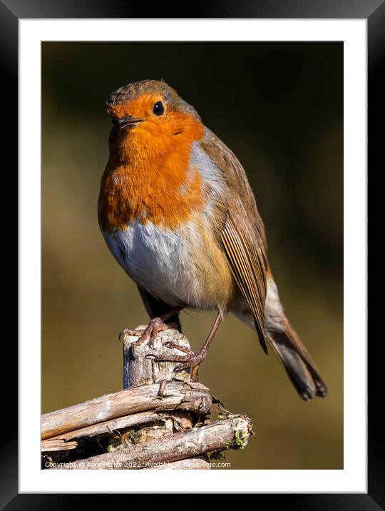 Robin having a look Framed Mounted Print by Rory Hailes
