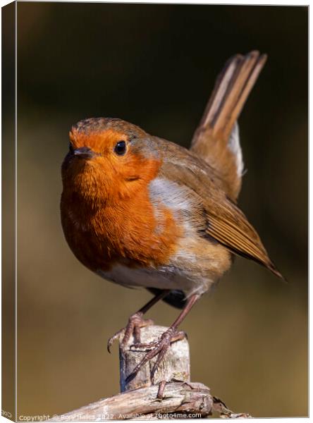Robin catching some sunlight Canvas Print by Rory Hailes
