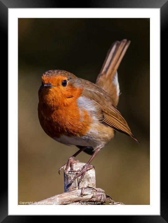 Robin catching some sunlight Framed Mounted Print by Rory Hailes