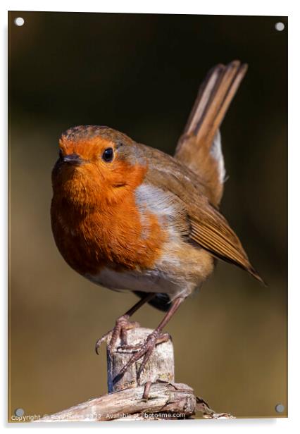 Robin catching some sunlight Acrylic by Rory Hailes