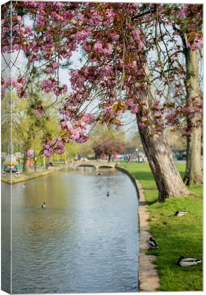 Spring blossom in Bourton-on-the-Water Canvas Print by Christopher Keeley