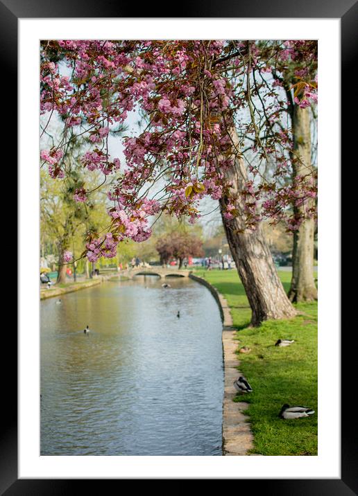 Spring blossom in Bourton-on-the-Water Framed Mounted Print by Christopher Keeley