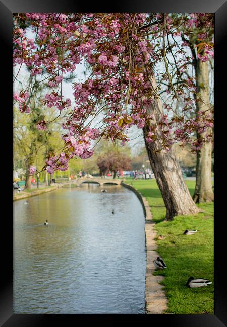 Spring blossom in Bourton-on-the-Water Framed Print by Christopher Keeley