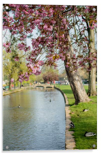 Spring blossom in Bourton-on-the-Water Acrylic by Christopher Keeley
