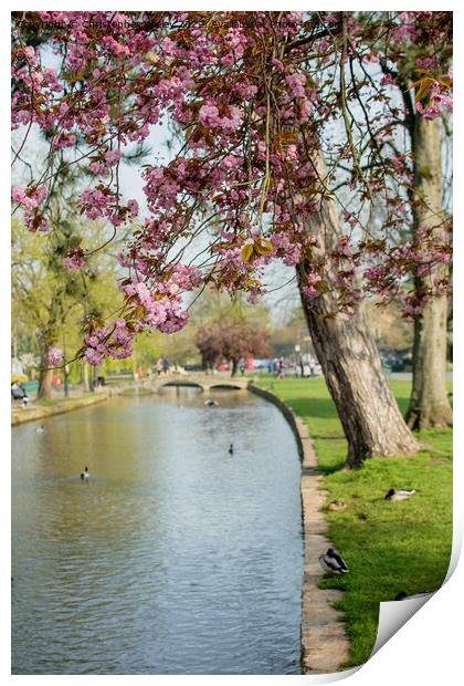 Spring blossom in Bourton-on-the-Water Print by Christopher Keeley