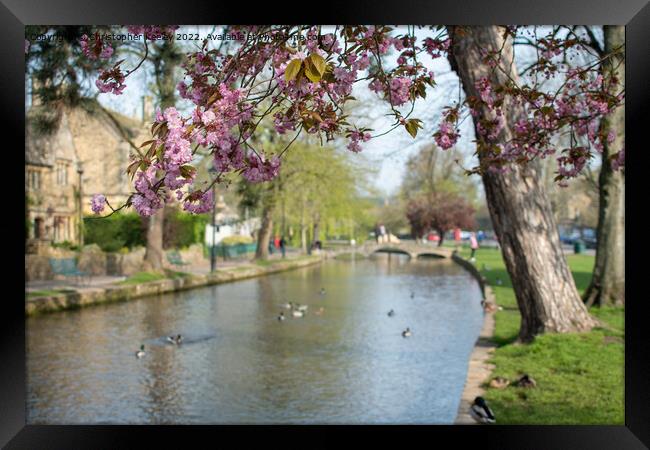 Spring in Cotswolds village Bourton-on-the-Water Framed Print by Christopher Keeley