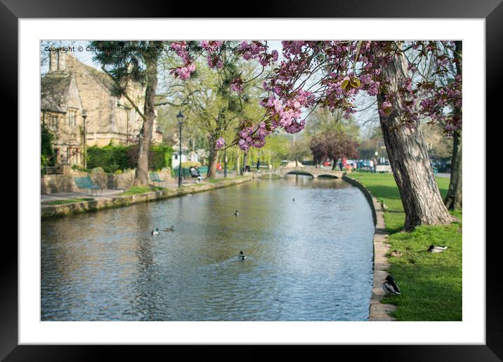 Spring in Cotswolds village Bourton-on-the-Water Framed Mounted Print by Christopher Keeley