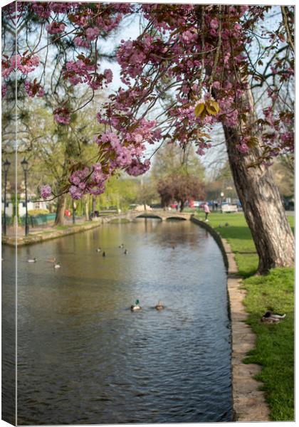 Spring in Bourton-on-the-Water Canvas Print by Christopher Keeley
