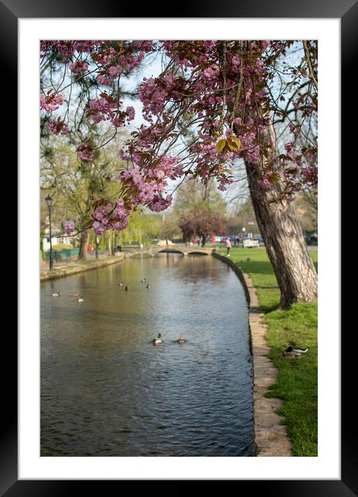 Spring in Bourton-on-the-Water Framed Mounted Print by Christopher Keeley