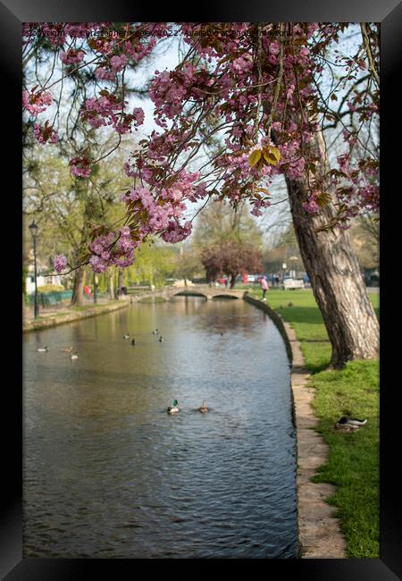 Spring in Bourton-on-the-Water Framed Print by Christopher Keeley