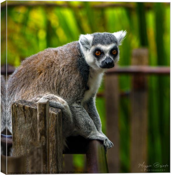 Close up of a sitting Lemur with Green Background Canvas Print by Maggie Bajada