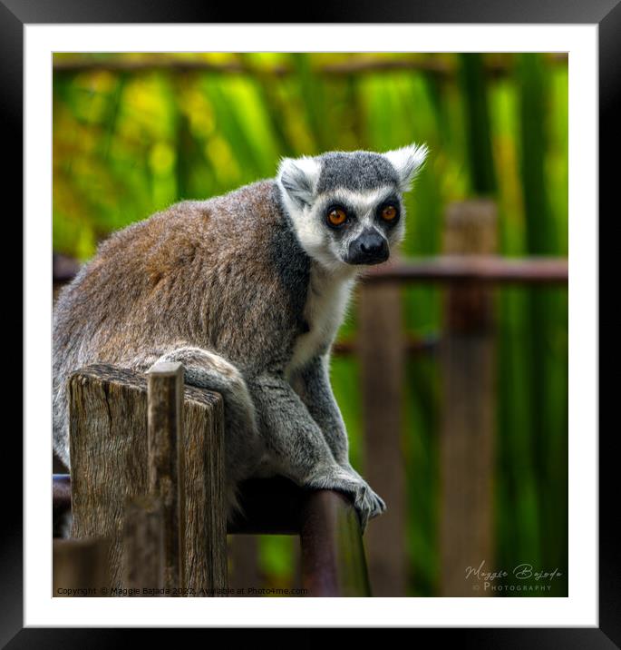Close up of a sitting Lemur with Green Background Framed Mounted Print by Maggie Bajada