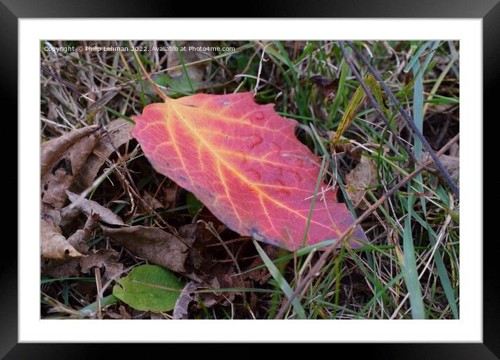 Fall Colors Donald Park Oct 17th (41A) Framed Mounted Print by Philip Lehman