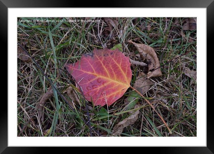 Fall Colors Donald Park Oct 17th (35A) Framed Mounted Print by Philip Lehman