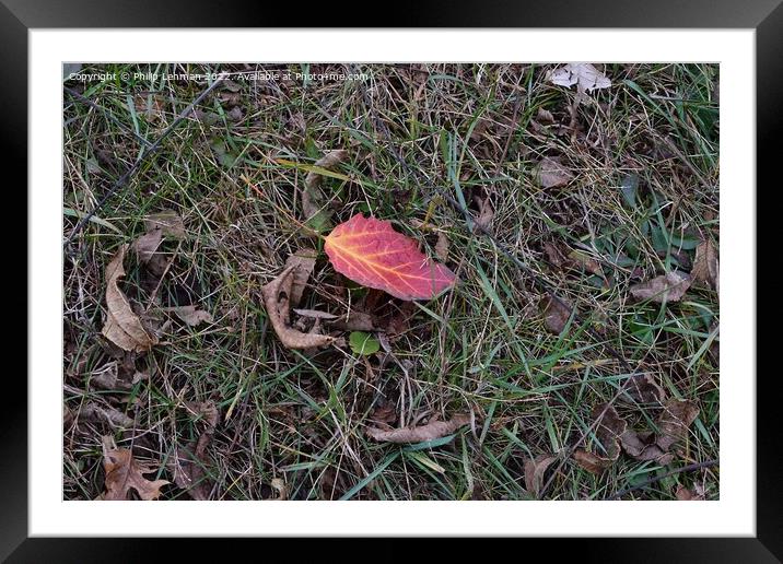 Fall Colors Donald Park Oct 17th (40A) Framed Mounted Print by Philip Lehman