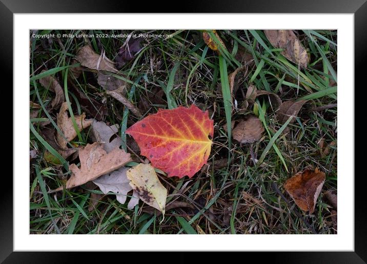 Fall Colors Donald Park Oct 17th (45A) Framed Mounted Print by Philip Lehman