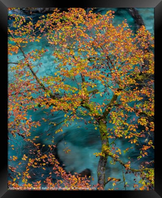 Autumn Leaves in Vintgar Gorge Framed Print by Tamara Al Bahri