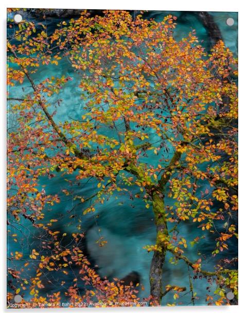 Autumn Leaves in Vintgar Gorge Acrylic by Tamara Al Bahri