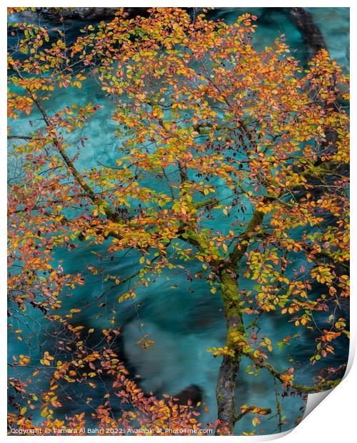 Autumn Leaves in Vintgar Gorge Print by Tamara Al Bahri